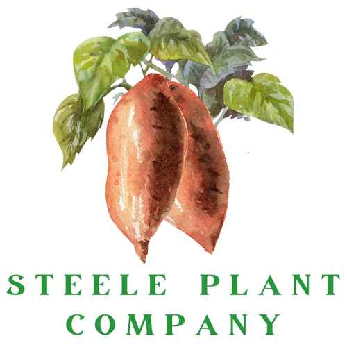 Sweet Potato Plants