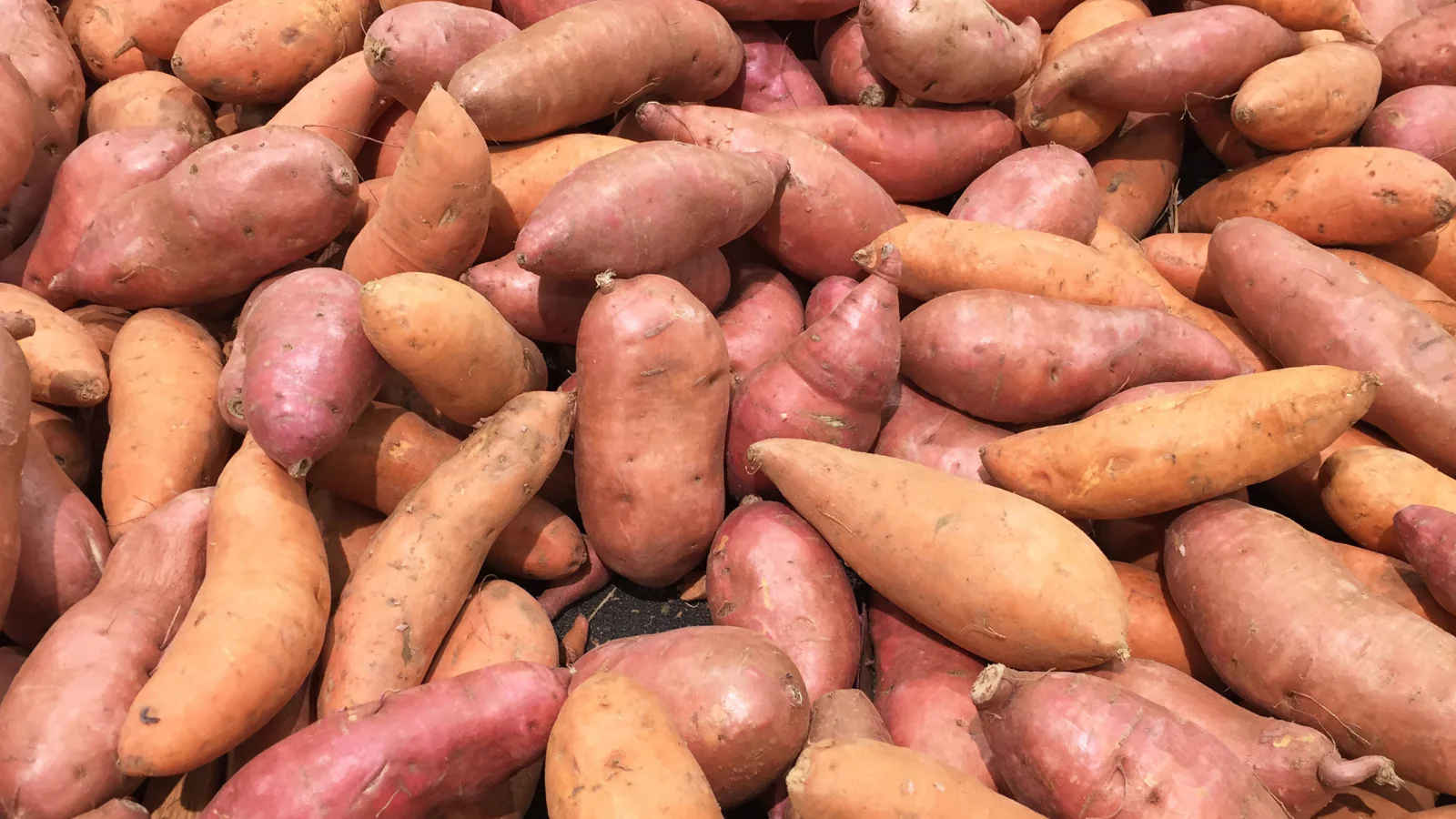 Grow Your Best Harvest Ever